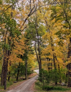 Here’s a view of the carriage road to the woodlands. This view is one of the most popular here at the farm - in all seasons.
