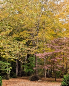 This is one end of my Japanese maple woodland. As the colder weather progresses, the Japanese maples will become even brighter red.