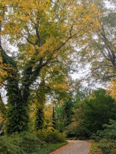 There's definitely a chill in the air this morning - temperatures are only expected to be in the mid-40s. These tall sugar maples above my tree peonies are some of the first to change color in autumn. Some trees change early, others late – usually from October to November in the Northeast.