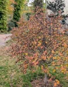 This is a young Japanese Stewartia just behind my gym building. Native to Japan, this tree is known not only for its brilliant shades of orange that emerge in fall, but also for its interesting exfoliating bark and delicate blooms.