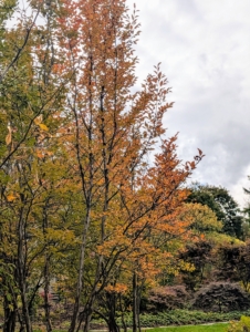 I've planted many Stewartia trees. They are among my favorites – do you know why? Here’s a hint: it’s in the name.