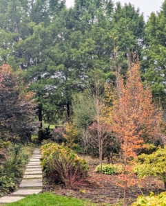 I call this my Stewartia garden. It's planted with several Stewartia trees. This garden has also been going through a different transformation. It was once home to all shade loving plants, but since the removal of some very tall trees a few years back, it is now an area that needs more sun-loving specimens.