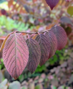 Nearby, this viburnum is also showing off its fall color. These have changed to almost a purple-red. Other varieties show orange-red, red, and even yellow.