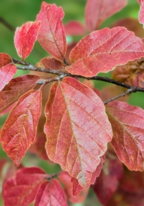 Here are some that have completely turned a fiery red.