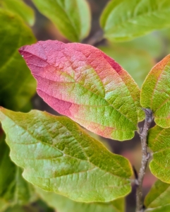Persian parrotia or Persian ironwood is a small upright tree or large, rounded, multi-stemmed shrub. It is related to witch-hazel. The oblong green leaves turn various shades of red, orange and yellow in the fall, often lasting into the winter months.