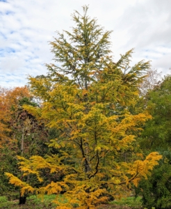 Just outside my large Equipment Barn in my pinetum is this American larch, Larix laricina. This tree is commonly called tamarack, eastern larch, American larch, or hackmatack.