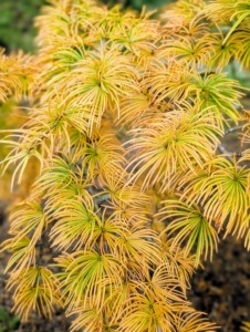 Here are its bright yellow branches right now. This deciduous conifer will drop all these showy needles just as winter approaches.