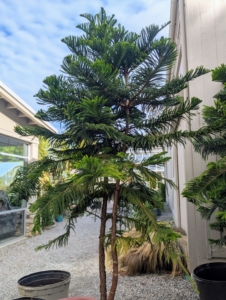 Norfolk Island Pine trees are large, evergreen conifers with a symmetrical, pyramidal shape, straight trunks, and tiered branches arranged in whorls, with bright green soft, needle-like foliage. Mine are in excellent condition, but these trees cannot thrive in cold weather below 50 degrees Fahrenheit, so they need adequate shelter for the winter.