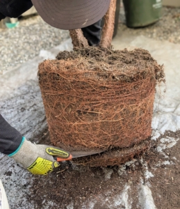 Using a sharp gardening knife, Matthew cuts the bottom layer of the root ball to fit the pot and to stimulate new growth. Intentional cuts are also made along the sides of the root ball as part of the scarifying process.