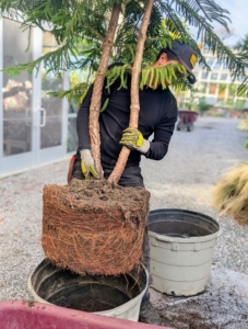 Using gloved hands for good grip, Matthew carefully lifts the pine by its base and places it into the new pot. Always hold a tree at its strongest point and never by its branches.