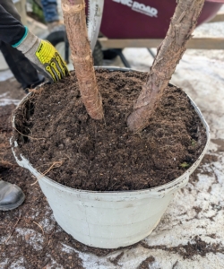 He adds more soil to the container, so it sits as high as it was in its previous pot. He also tamps down as he fills, so there is good contact between the root ball and the new soil mix.