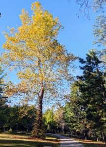 And here is one of the large sycamores. In the fall, sycamore trees exhibit a more subtle transformation, changing from bright green to muted yellow-brown, but still quite eye-catching. The mighty sycamore is the symbol of my farm.