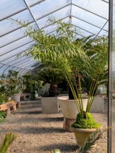 When storing in a greenhouse, leave just enough space for walking, watering, grooming, and feeding.