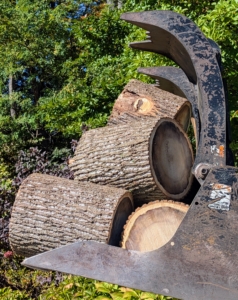 Stumps of different sizes are transported to every house.