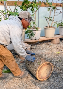 And save your back! If the stump can be rolled to its needed location, do it.