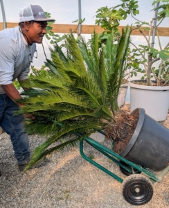A smaller sago palm is transported by hand truck. Pete moves this very carefully, so the plant is not hurt along the way.