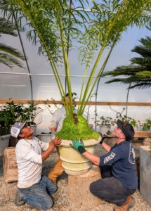 Move in tallest and widest plants first, from the back to the front. Phurba and Ryan also make sure the plants don't touch the fans or heaters.
