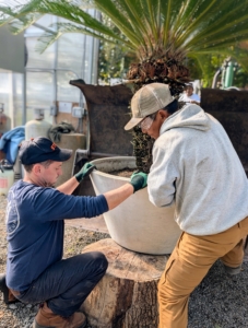 Ryan and Phurba carefully guide this potted sago palm as it is taken off the tractor and placed onto a stump.