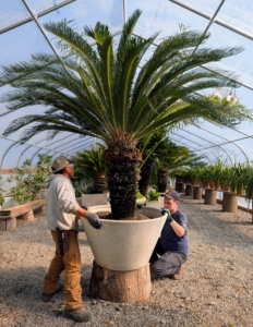 And then the two slowly turn the potted specimen, so it is not touching the ceiling of the hoop house or any other potted plants. Plants are sensitive and if left touching could cause a defense response reducing growth. Plants can also become more easily infested with pests or diseases if left touching each other.