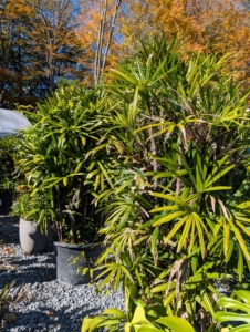 All the plants from around the farm are brought to their designated houses - organized and assigned by type and care needs. I instruct the crew when it is time to start putting them inside and how long they have to get the job done. It's important to watch the weather forecast closely for nighttime frost.