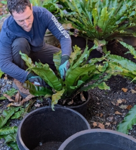 Meanwhile, Ryan tends the bird’s nest ferns, Asplenium nidus, outside. Before storing plants for the winter, it is always a good idea to groom the plants - remove dead foliage, repot if necessary, and feed.