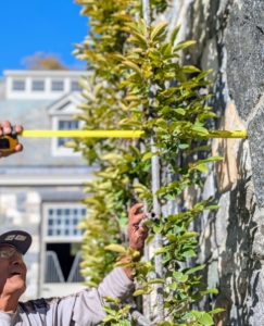 Using a measuring tape, Pete measures the distance between the trellis and the wall to determine how much wire will be needed.