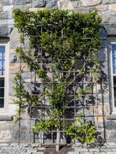 I planted these espaliered hornbeams a year ago. These trees are thriving under the full sun, but winter will be here soon, and I want to be sure they can withstand any strong winds.
