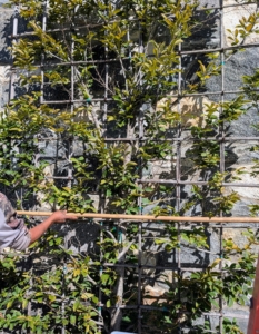 Next, Pete measures a piece of bamboo to the width of the trellis.