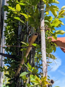 Next, Pete places the bamboo stake behind the trellis at the points level with the installed screws.