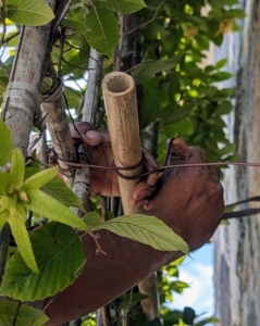 He wraps the other end of the wire around the bamboo and the trellis making sure it remains at the same distance from the wall.