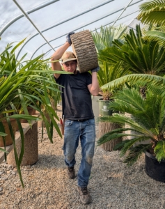 Here, Alex carries a much shorter, wider stump round. This is good for raising wide bottomed pots.
