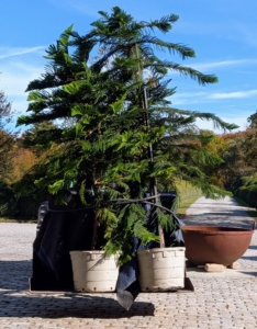 Pete drapes a moving blanket on the back of the tractor bucket to protect the pines during the short move. He also secures the trees to the bucket, so they cannot fall.