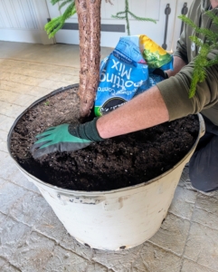Ryan checks the top and adds more potting mix if necessary. The soil may have settled more during the move.