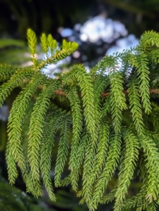 From the Norfolk Island pine's trunk, the branches grow out almost horizontally with the foliage hanging down incurved.