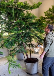 Inside the stable, my head gardener, Ryan McCallister, walks around the newly positioned pines and makes sure the plants are placed correctly - no plants should ever touch. This prevents any possible diseases from transferring.