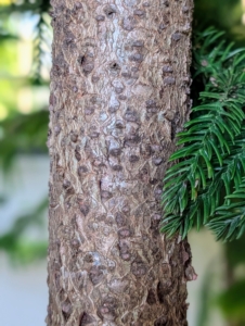 The bark of the Norfolk Island pine is gray-brown in color, which exfoliates in fine distinctive scales.