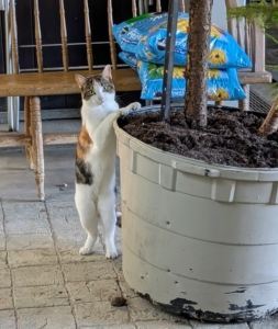 Here's Cinco, making sure everything is done properly. My team works efficiently to ensure all the plants are moved quickly and safely. As one transports, another is ready to unload and position the potted specimens.