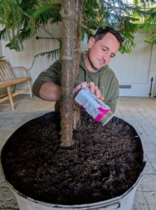 Ryan also adds additional food - Osmocote smart release fertilizer will feed the plants for up to six months. All my tropical plants will get fed a couple of times before they are brought out again in spring.