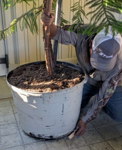 Pete gently lifts the potted tree one section at a time and places a shim underneath. each of these pots needs several shims.