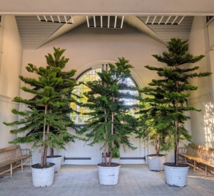 Above the trees are grow lights, which will be turned on at night after Daylight Saving Time ends. I'm fortunate that I have a lot of indoor spaces that can help accommodate my tropical plants during the winter. These will do excellently in my stable.