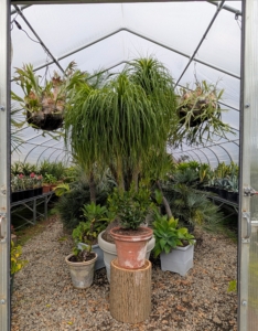 This hoop house is nearly all filled. the most prominent here is a potted Beaucarnea recurvata, a ponytail palm – a species of plant in the family Asparagaceae, native to the states of Tamaulipas, Veracruz and San Luis Potosí in eastern Mexico. Despite its common name, it is not closely related to the true palms. In fact, it is a member of the Agave family and is actually a succulent.