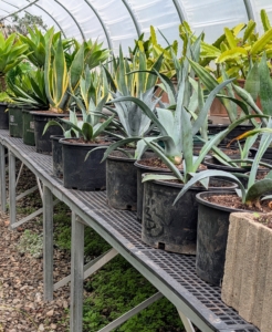 Some spaces have specially designed greenhouse tables. these work well for smaller container plants such as these agaves.