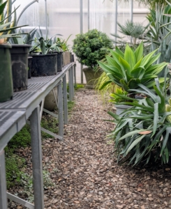 Another tip: take note of where the greenhouse is located, how much the weather affects the structure - does it get very hot inside, does it get damp or drafty. Arrange plants to fit and check on them often.