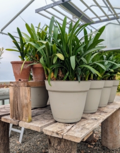 In this small greenhouse, a table is constructed in the center and then a narrow shelf is placed on top and in between rows of potted plants for even smaller pots. Vertical space is very accommodating.