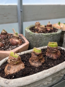 Amaryllis bulbs usually measure about three to six inches across and when in bloom should have beautiful large colorful flowers atop 12- to 24-inch straight stems. When forcing, be sure to keep the soil moist but not wet. Water only when the top inch or two of the potting mix is dry to the touch. Overwatering at the beginning of the growth cycle will cause the bulb to rot. I’ll have pots of gorgeous blooms in several weeks.