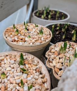 Here are the pots just days later in my hoop house. They are already showing some new growth.