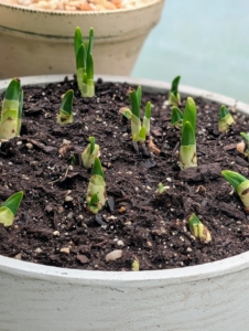 Paperwhite narcissus produces clusters of flowers on 12- to 18-inch-tall stems.