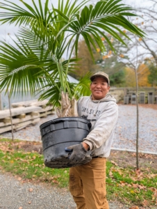 Phurba brings in another palm. If one has room to store them, it is always a good idea to save the plastic pots from the nursery. These containers come in very handy and can be used from year to year. I remove some of the potted plants from their decorative vessels and store them in plastic.