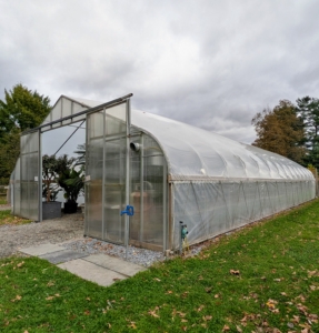 All the greenhouses are checked a couple times each day to make sure the temperature remains comfortably warm inside. Too cold, plants will freeze – too hot, plants will rot. To simulate the best subtropical environment, I try to keep the temperature in this greenhouse between 50 and 85-degrees Fahrenheit with some humidity. They’ll continue to thrive here until they are brought outdoors again in spring.