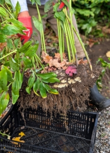 Cesar places the Solomon's Seal plants carefully into a crate, so they can be transplanted in another bed.